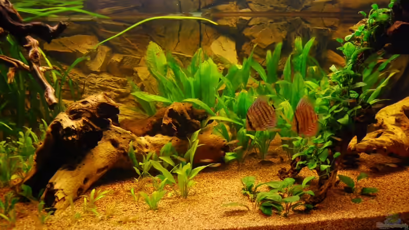 Besatz im Aquarium Nur noch als Bsp. von matthiasm (43)