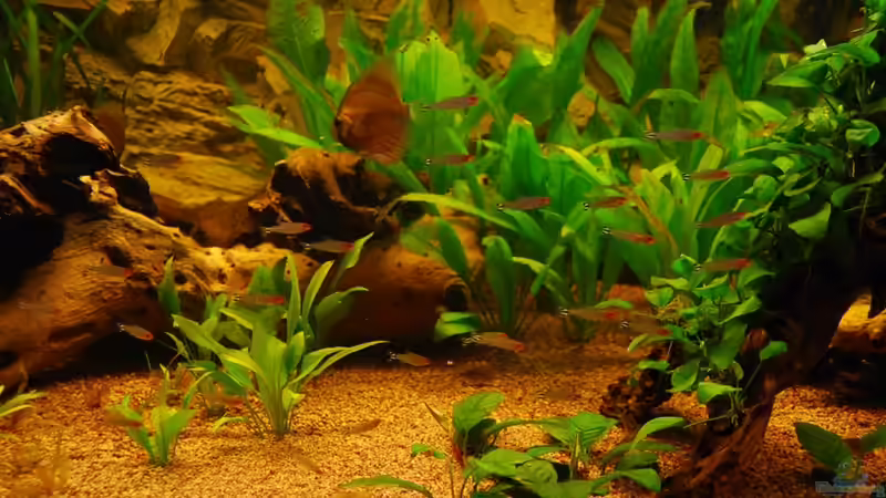 Besatz im Aquarium Nur noch als Bsp. von matthiasm (44)