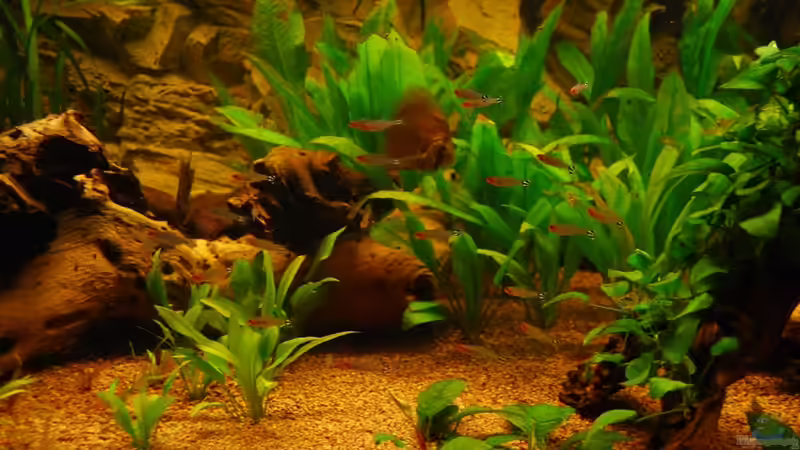 Besatz im Aquarium Nur noch als Bsp. von matthiasm (45)