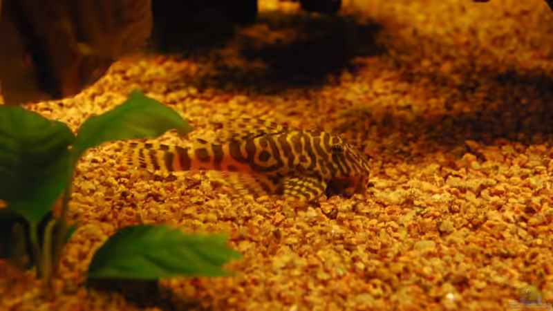 Besatz im Aquarium Nur noch als Bsp. von matthiasm (47)