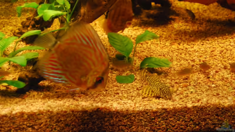 Besatz im Aquarium Nur noch als Bsp. von matthiasm (48)