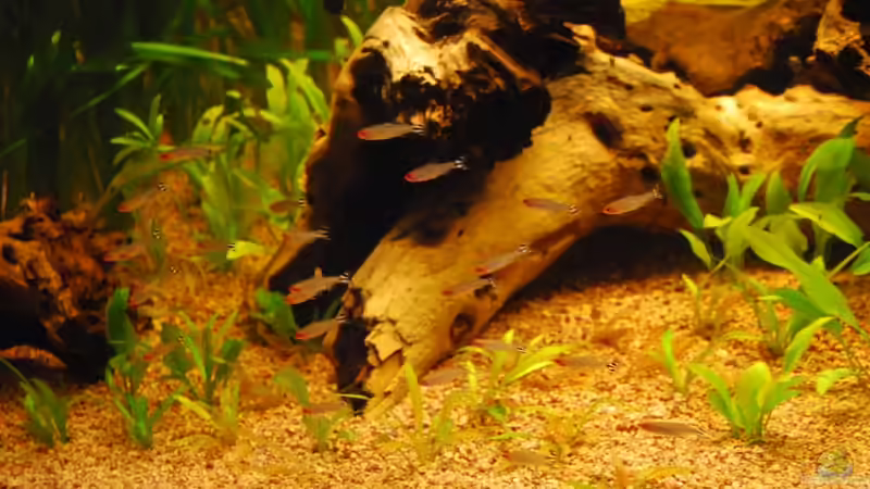 Besatz im Aquarium Nur noch als Bsp. von matthiasm (49)