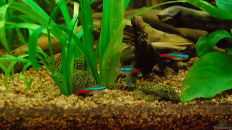 Besatz im Aquarium Nur noch als Bsp. von matthiasm (5)