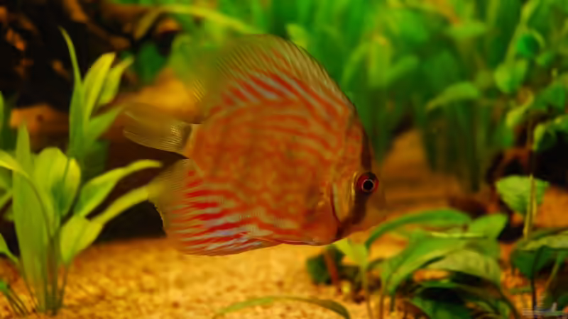 Besatz im Aquarium Nur noch als Bsp. von matthiasm (51)