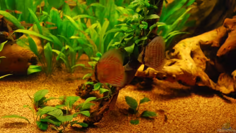 Besatz im Aquarium Nur noch als Bsp. von matthiasm (52)