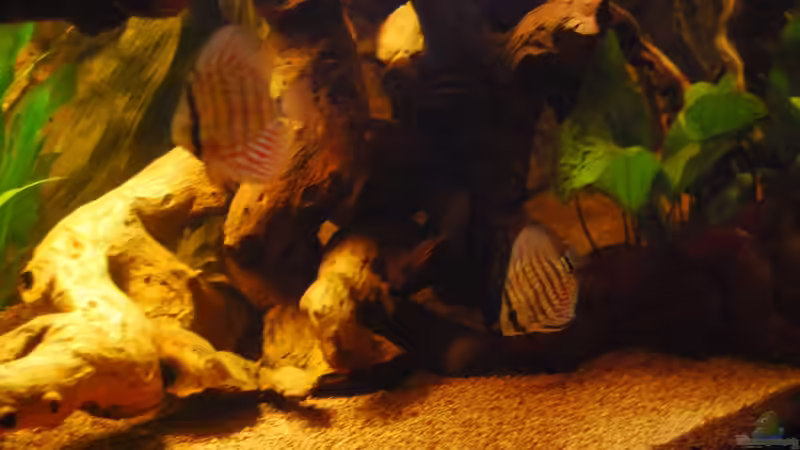 Besatz im Aquarium Nur noch als Bsp. von matthiasm (55)