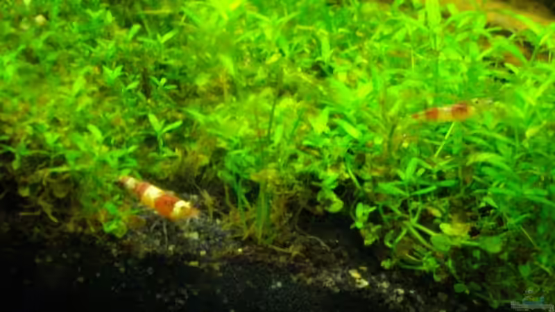 Besatz im Aquarium Nur noch Beispiel!!! von Caricciola (15)