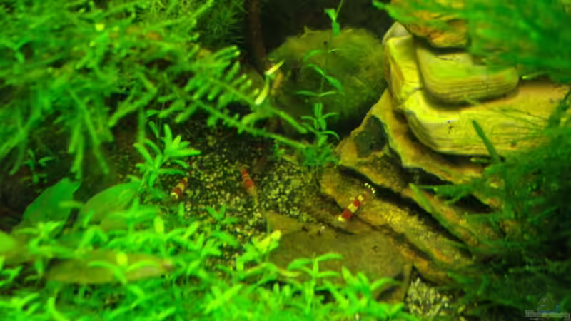 Besatz im Aquarium Nur noch Beispiel!!! von Caricciola (18)
