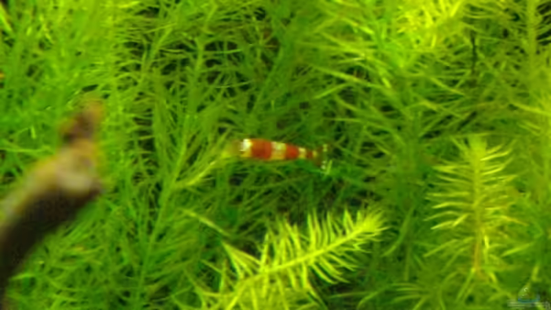 Besatz im Aquarium Nur noch Beispiel!!! von Caricciola (19)