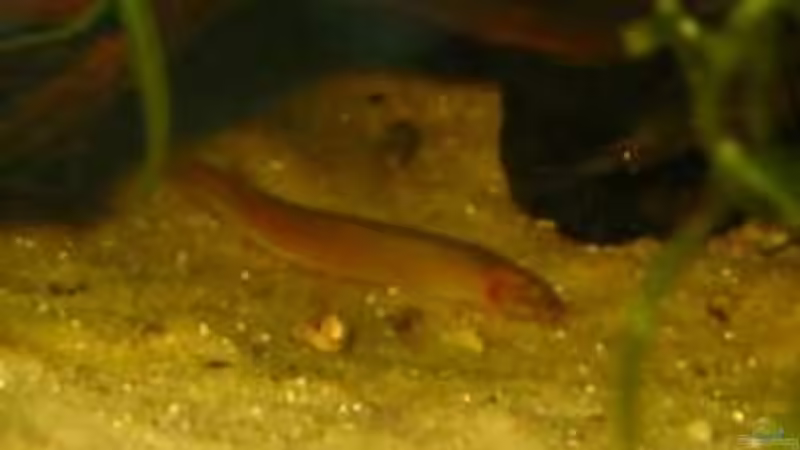 Besatz im Aquarium nur noch Beispiel von Gregor (5)