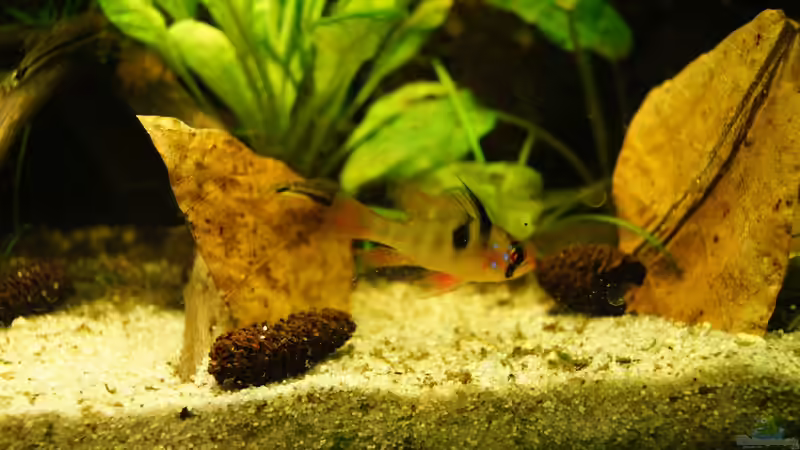 Besatz im Aquarium Nur noch Beispiel von Liquid (17)