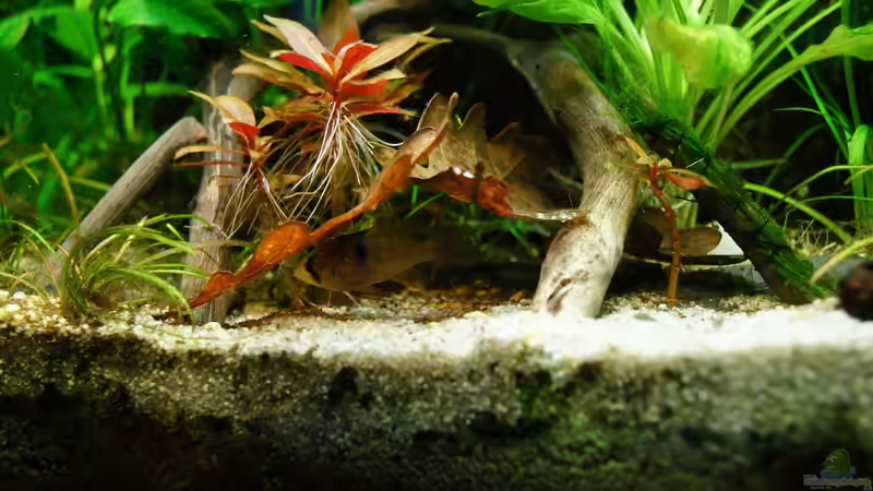 Besatz im Aquarium Nur noch Beispiel von Liquid (20)