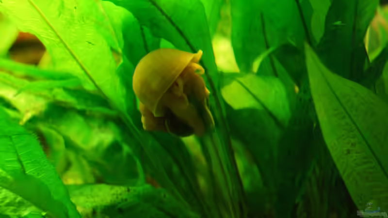 Besatz im Aquarium Nur noch Beispiel von Liquid (21)