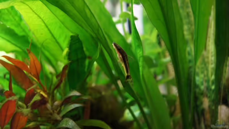 Besatz im Aquarium Nur noch Beispiel von Liquid (23)