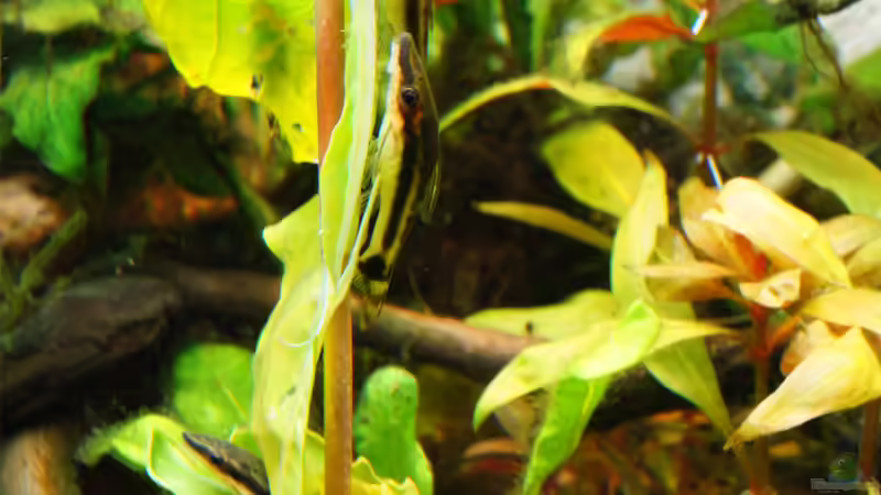 Besatz im Aquarium Nur noch Beispiel von Liquid (24)