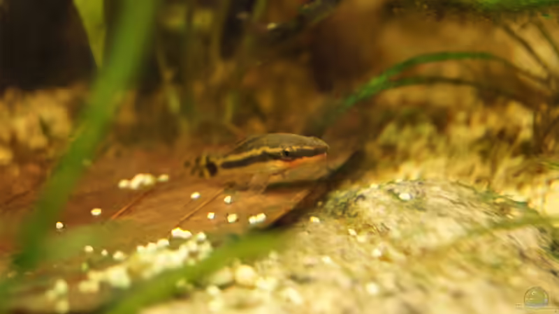 Besatz im Aquarium Nur noch Beispiel von Liquid (26)