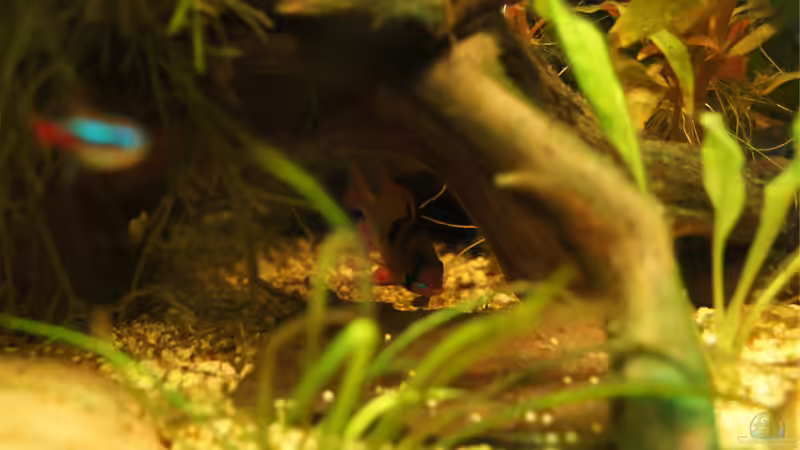 Besatz im Aquarium Nur noch Beispiel von Liquid (27)