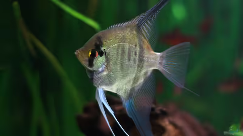 Besatz im Aquarium nur noch Beispiel von Sarah (14)