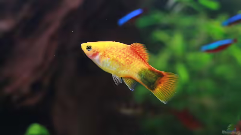 Besatz im Aquarium nur noch Beispiel von Sarah (16)