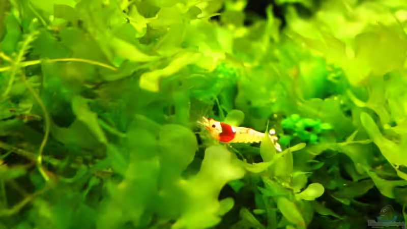 Besatz im Aquarium Nur noch Beispiel von Sarah (18)