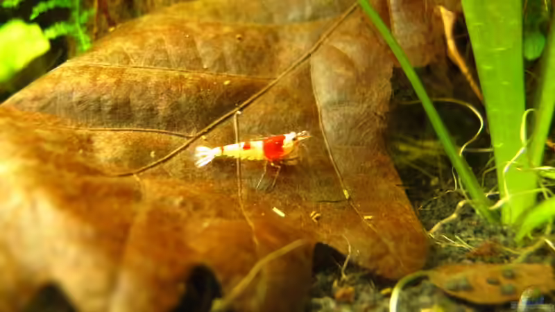 Besatz im Aquarium Nur noch Beispiel von Sarah (19)