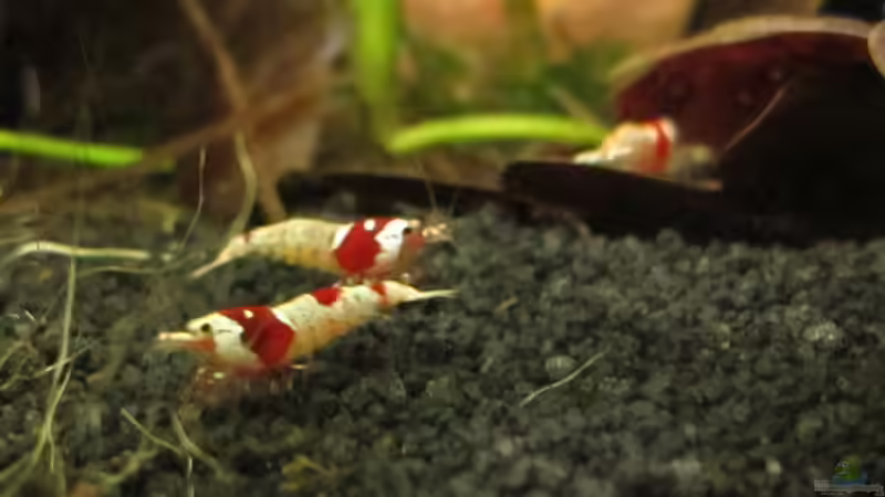 Besatz im Aquarium Nur noch Beispiel von Sarah (20)