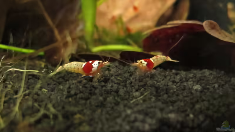 Besatz im Aquarium Nur noch Beispiel von Sarah (21)