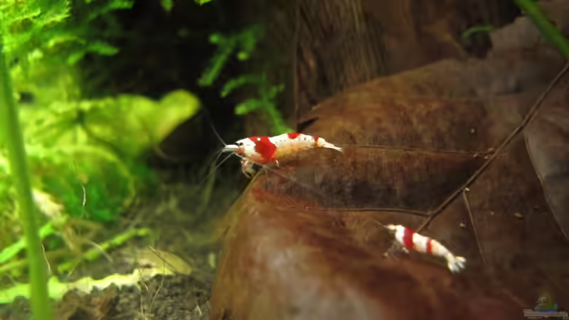 Besatz im Aquarium Nur noch Beispiel von Sarah (22)
