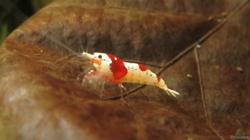 Besatz im Aquarium Nur noch Beispiel von Sarah (24)