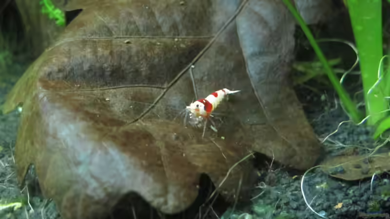 Besatz im Aquarium Nur noch Beispiel von Sarah (25)
