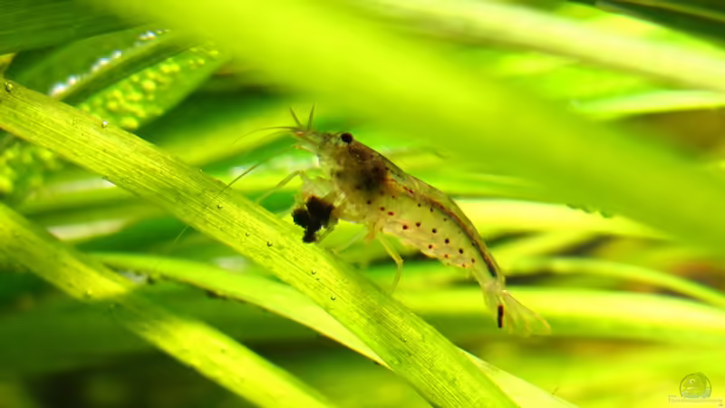 Besatz im Aquarium Nur noch Beispiel von Sarah (26)