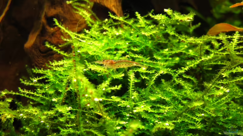 Besatz im Aquarium Nur noch Beispiel von Sarah (27)