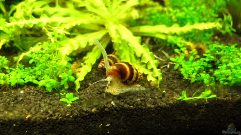 Besatz im Aquarium Nur noch Beispiel von Sarah (28)