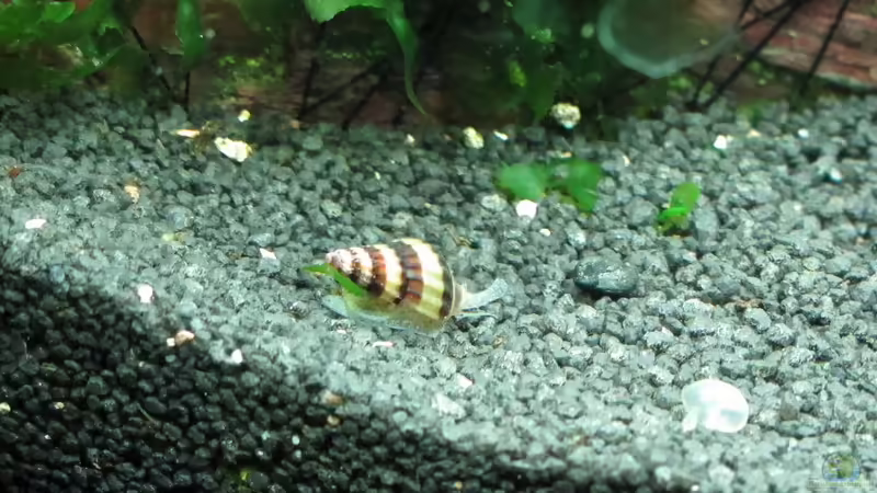 Besatz im Aquarium Nur noch Beispiel von Sarah (29)