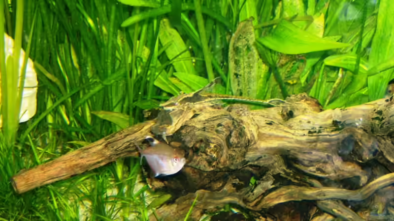 Besatz im Aquarium (nur noch Beispiel) wird umgebaut von Frank Wollenburg (29)