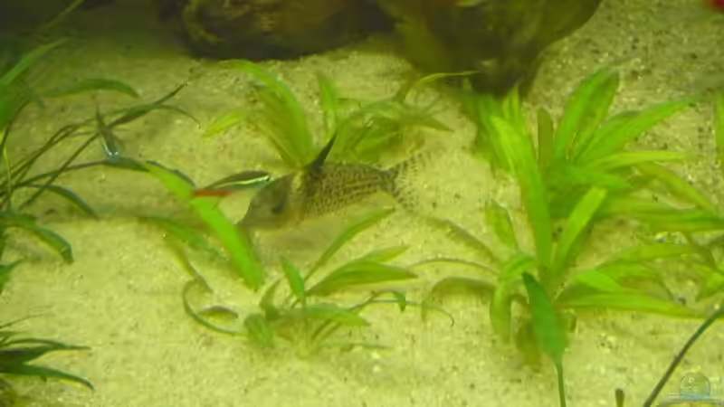 Besatz im Aquarium (nur noch Beispiel) wird umgebaut von Frank Wollenburg (31)