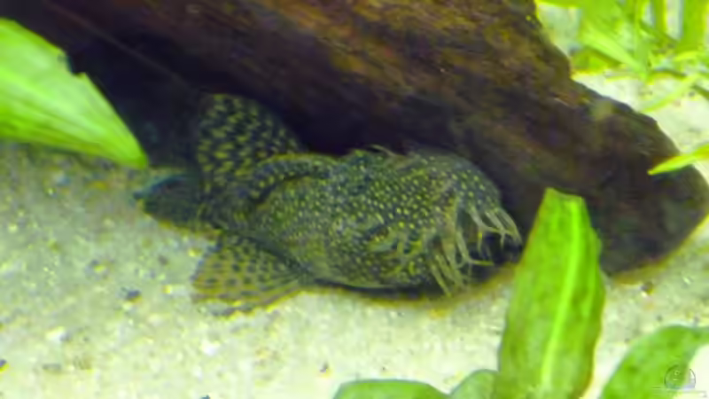 Besatz im Aquarium (nur noch Beispiel) wird umgebaut von Frank Wollenburg (34)