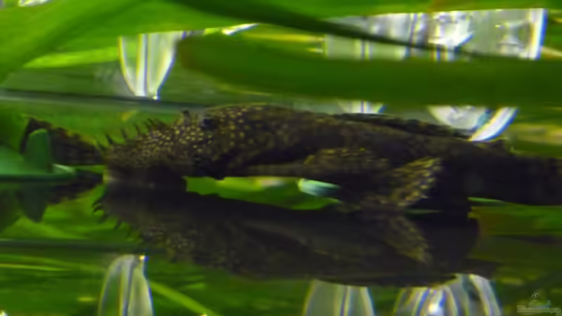 Besatz im Aquarium (nur noch Beispiel) wird umgebaut von Frank Wollenburg (37)