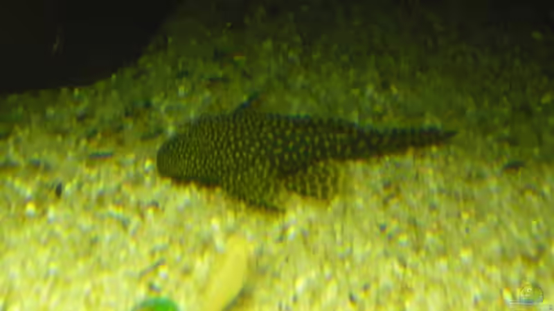 Besatz im Aquarium (nur noch Beispiel) wird umgebaut von Frank Wollenburg (38)