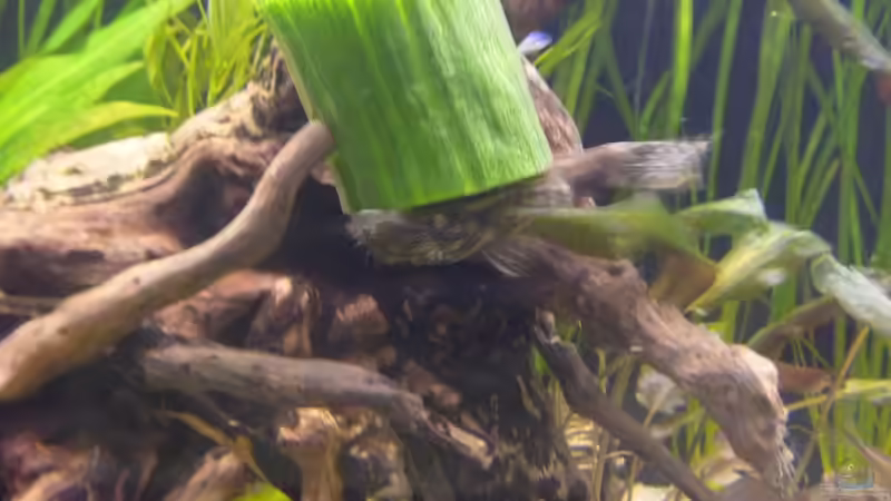 Besatz im Aquarium (nur noch Beispiel) wird umgebaut von Frank Wollenburg (39)