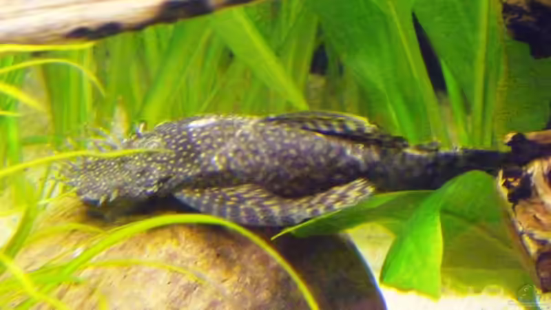 Besatz im Aquarium (nur noch Beispiel) wird umgebaut von Frank Wollenburg (41)