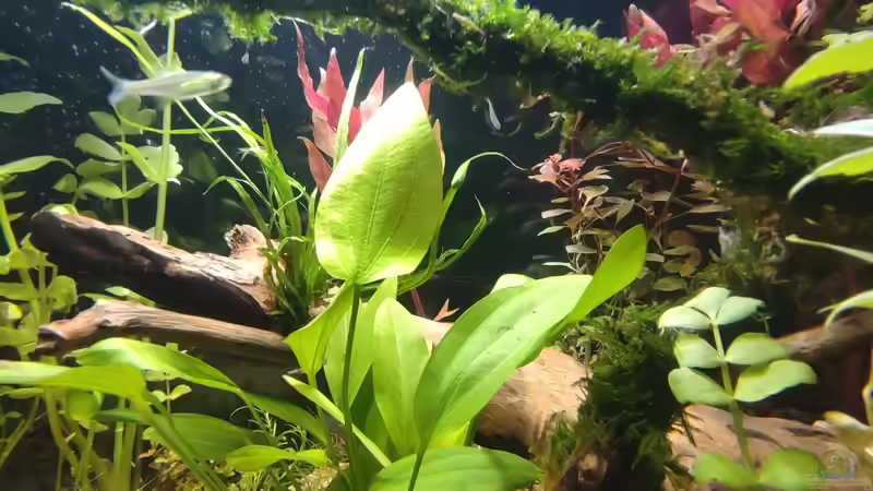 Besatz im Aquarium Nur noch ein Beispiel für euch von Amazonas (39)