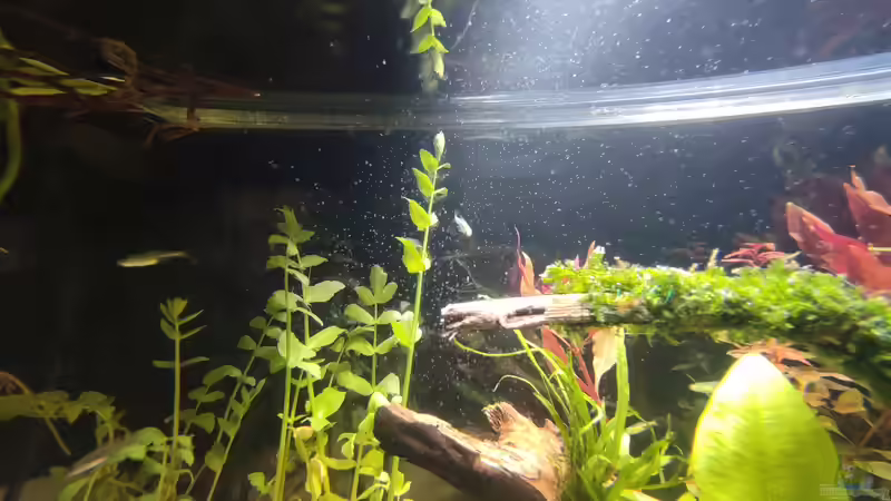 Besatz im Aquarium Nur noch ein Beispiel für euch von Amazonas (41)