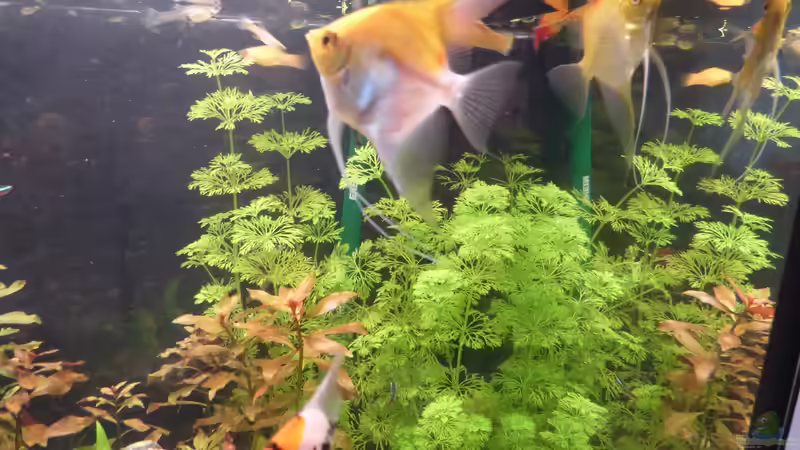 Besatz im Aquarium Nur noch ein Beispiel/steht zum verkauf von bo3 (12)