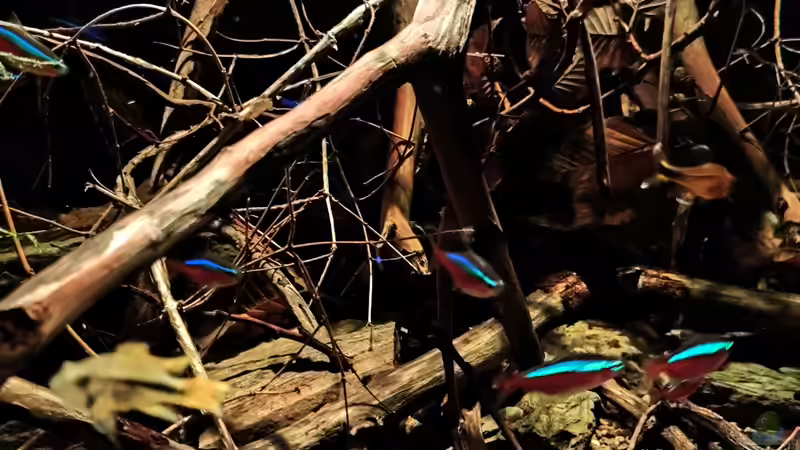 Besatz im Aquarium Nur noch ein Beispiel von Amazonas (63)