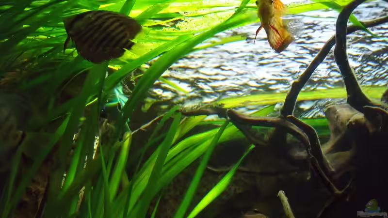 Besatz im Aquarium Öppis Flussbett von PH Neutral (37)