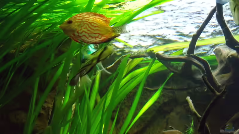 Besatz im Aquarium Öppis Flussbett von PH Neutral (39)