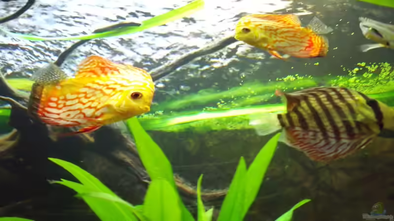 Besatz im Aquarium Öppis Flussbett von PH Neutral (40)