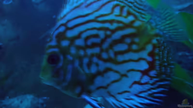 Besatz im Aquarium Öppis Flussbett von PH Neutral (41)