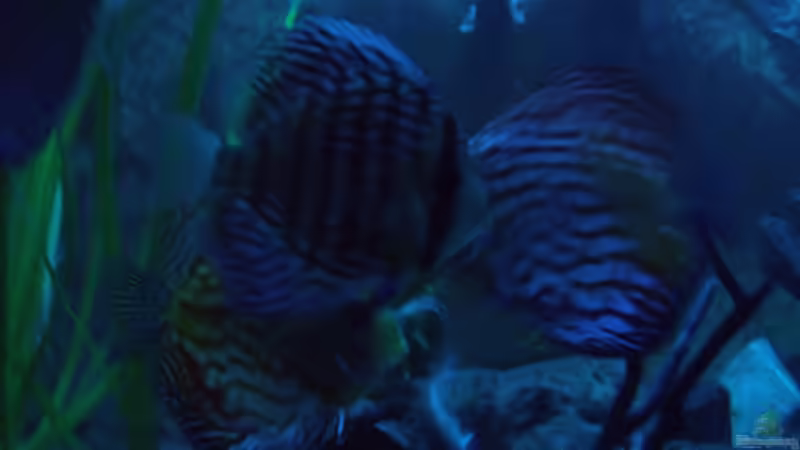 Besatz im Aquarium Öppis Flussbett von PH Neutral (42)